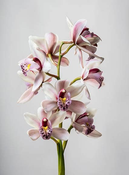 pink and white orchids in a vase against a gray background stock - fotografii