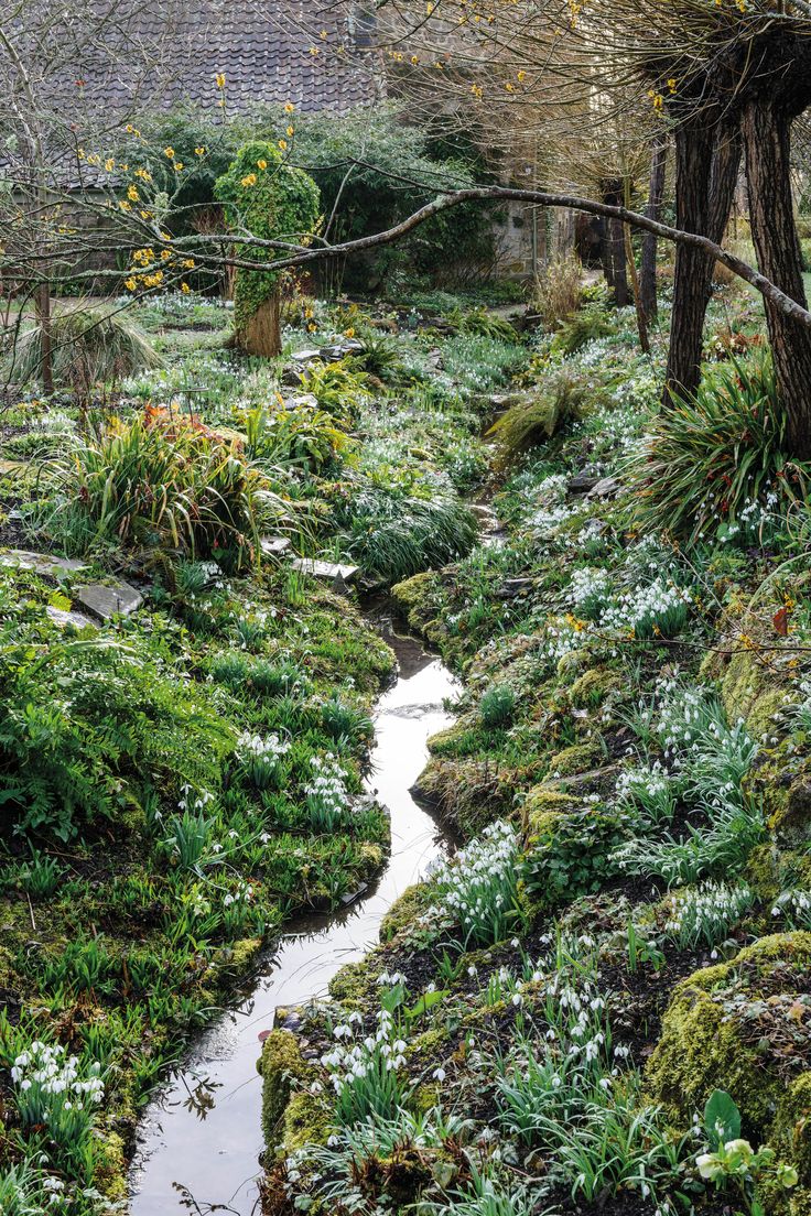 a stream running through a lush green forest filled with lots of plants and flowers on the ground