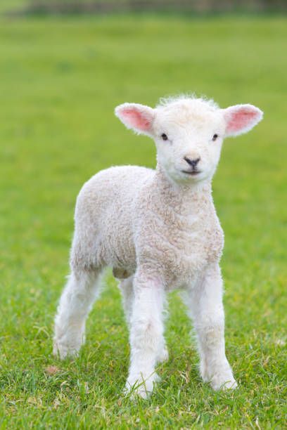 a small lamb standing on top of a lush green field