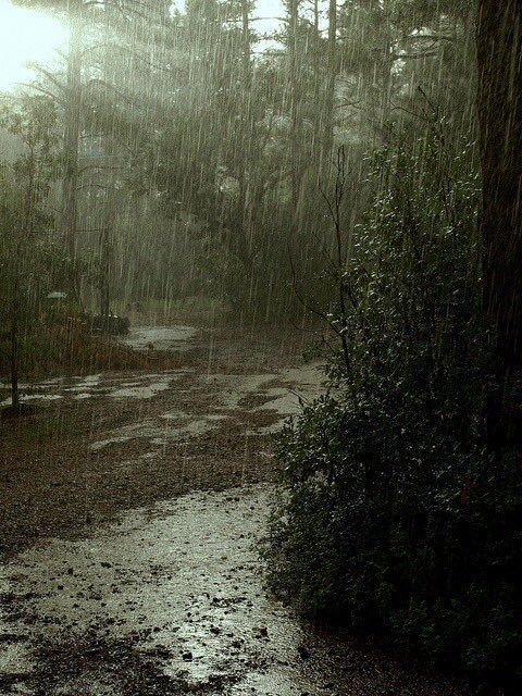 the rain is falling down in the woods and it looks like it's raining