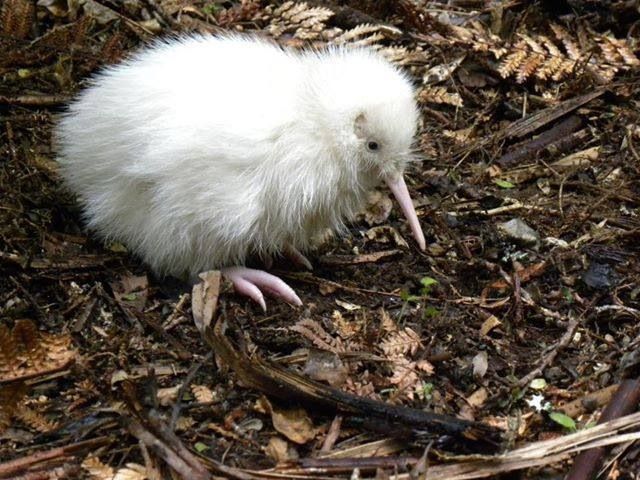 a small white bird standing on top of dry grass and dirt covered ground with leaves around it