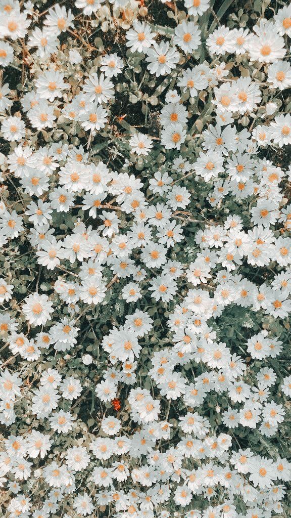 white and orange daisies in the grass