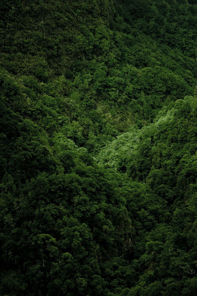 a lush green forest filled with lots of trees and bushes on the side of a mountain