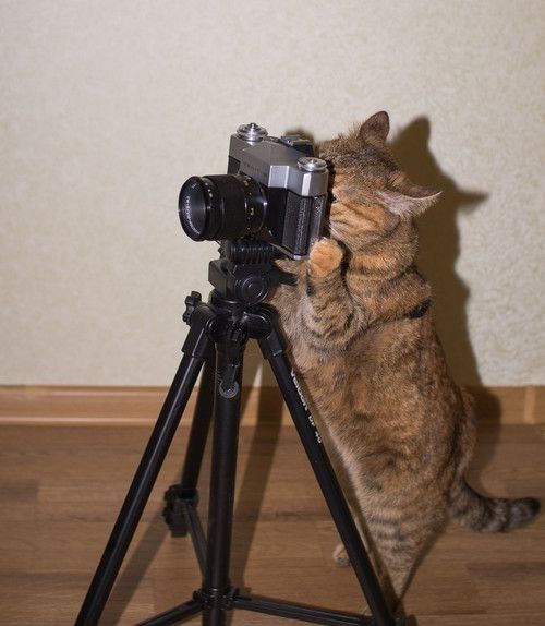 a cat sitting on top of a tripod with a camera