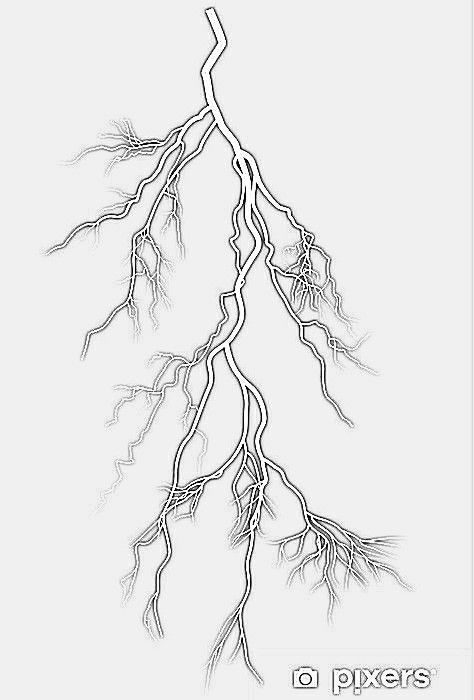 a drawing of the roots of a tree