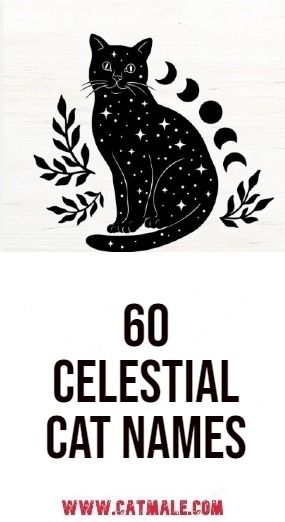 a black cat sitting on top of a white sign that says, 60 celestial cat names