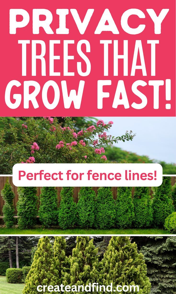 Collage of fast-growing privacy trees. Privacy Trees, Privacy Landscaping, Living Fence, Fast Growing, Front Yard, Fence, To Grow, Landscaping, Trees