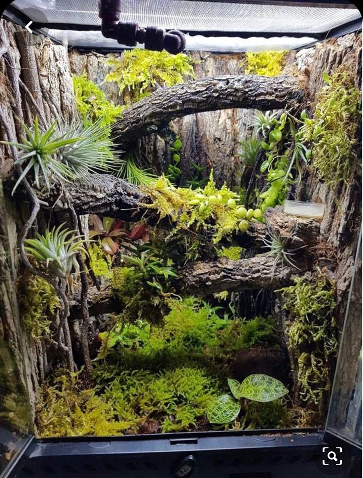 an aquarium filled with plants and moss in it's display case at the zoo