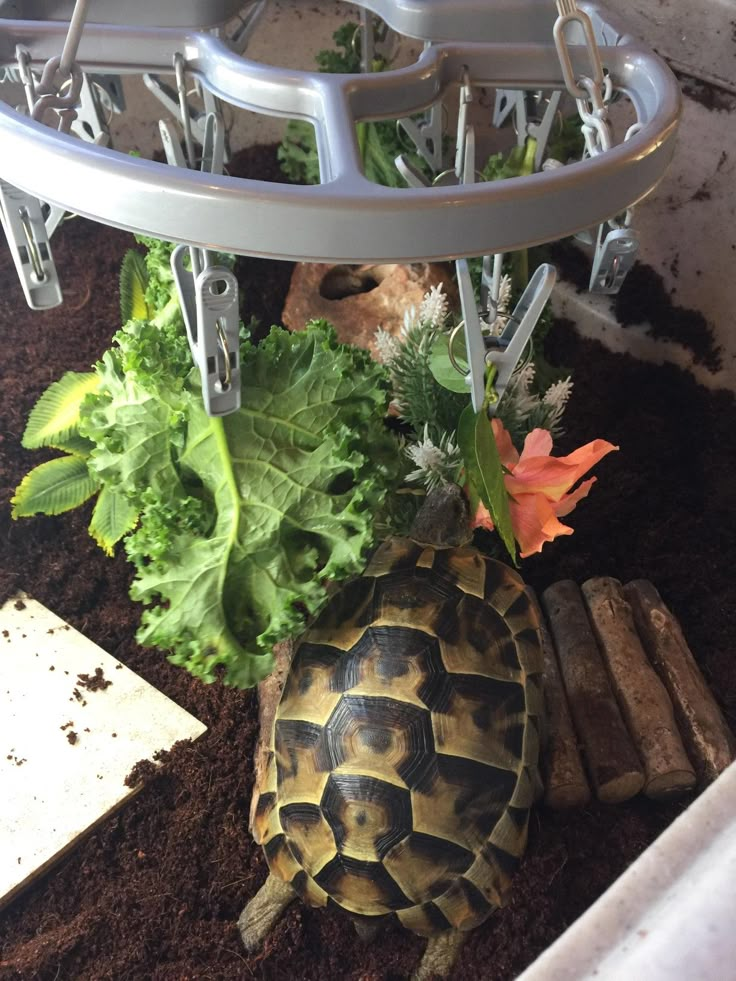 a tortoise shell sitting on top of dirt next to some plants and flowers