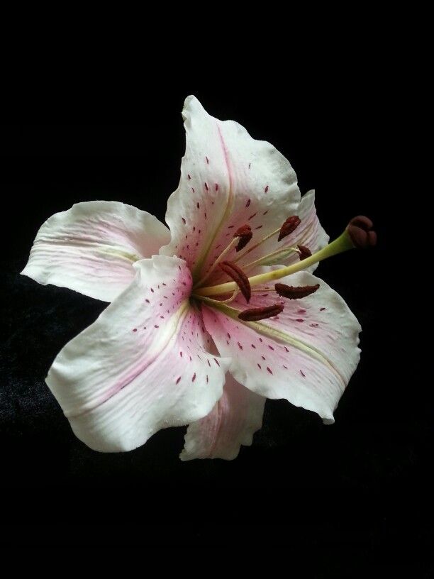 a white and pink flower on a black background