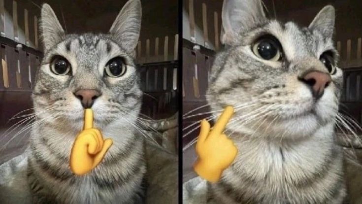 two pictures of a cat with a toy in it's mouth that looks like a hand