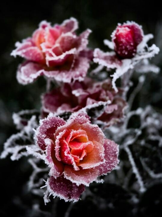 the flowers are covered in frost on the facebook page