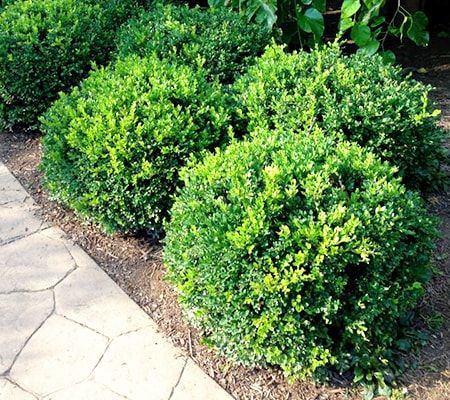 some very pretty green bushes by the sidewalk