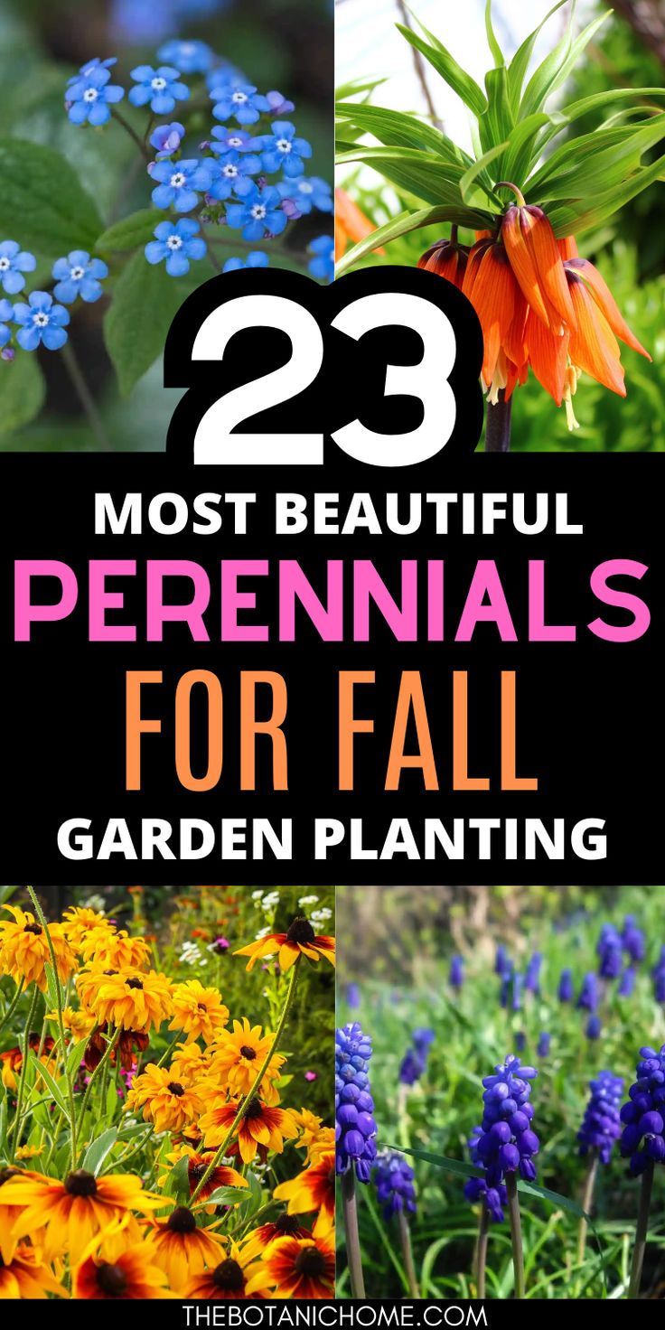 Image of perennial flowers. Text reads: Best perennials to plant in fall. Fall Flower Gardens, Fall Perennial Flowers, Zone 7b Perennials, Simple Fall Landscaping Front Yard, Easy Flower Beds For Beginners, Fall Perennials Garden Ideas, Fall Flowerbeds Front Yards, Perennial Flowers To Plant In Fall, Fall Flower Bed