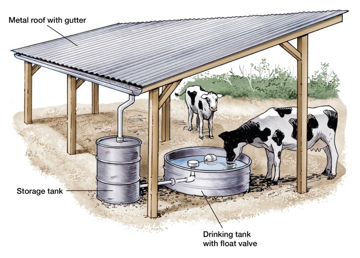 a cow drinking water out of a bucket under a covered area with metal roof and gutter attached to it