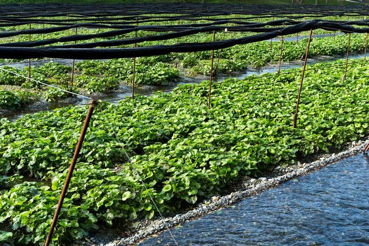 rows of green plants growing in the middle of a field with water running through them