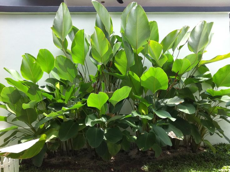 some very pretty green plants by the wall