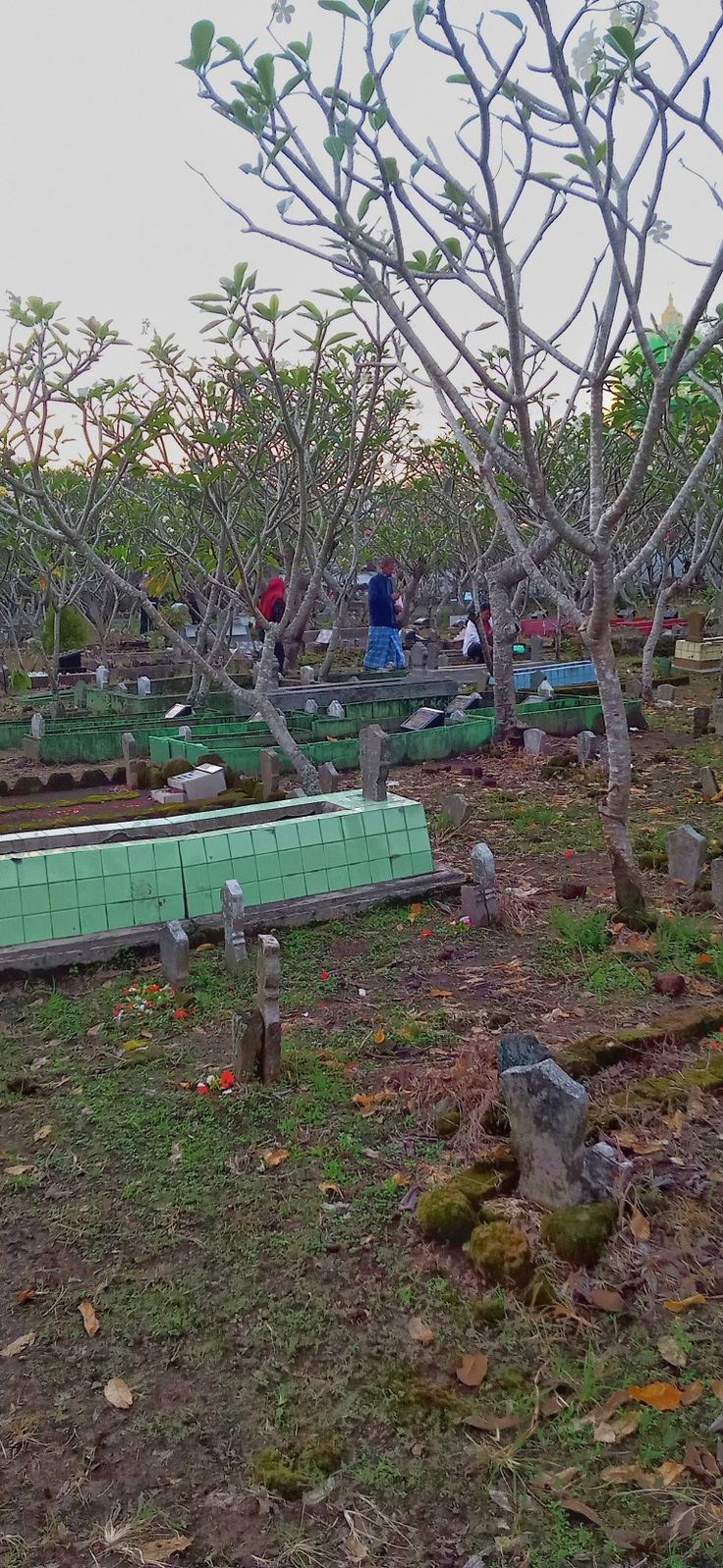 people working in an apple orchard with rows of trees and green boxes on the ground