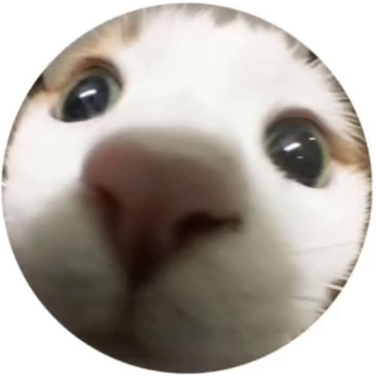 a close up of a cat's face looking at the camera