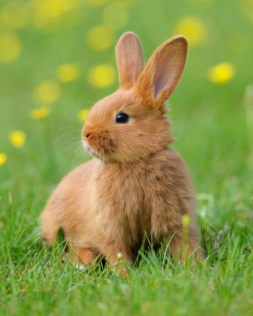 a small brown rabbit sitting in the grass