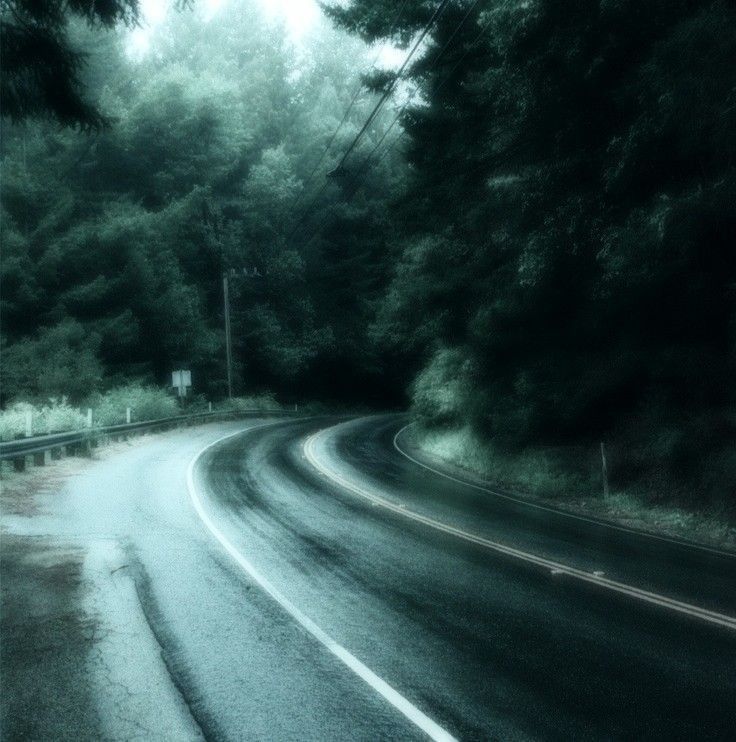 an empty road in the woods on a rainy day