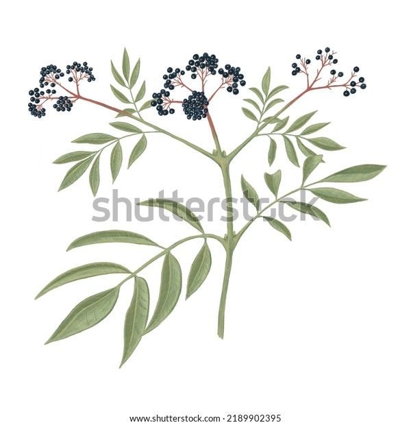 an illustration of blackberries on a branch with leaves