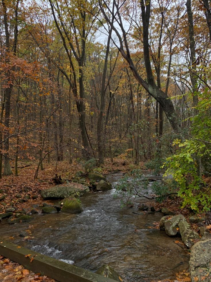 a stream running through a forest filled with lots of leaf covered trees and leaves on the ground