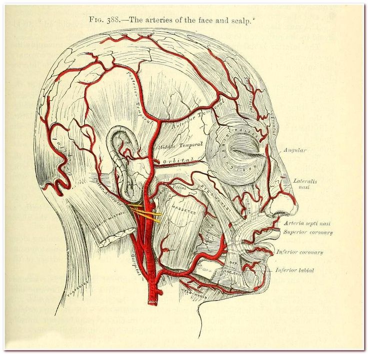 an old medical illustration shows the blood vessels in the head and neck, as well as the branches of the brain