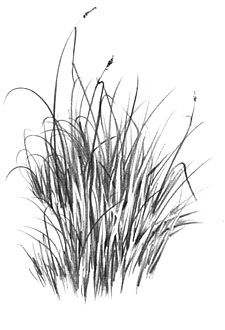 black and white photograph of tall grass in front of a white background with the words