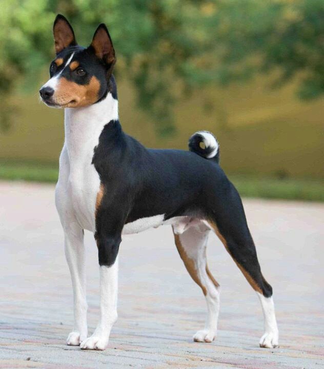 a black and white dog standing on top of a brick floor next to a tree