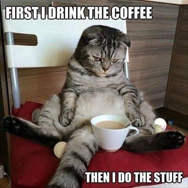 a cat sitting on a chair with a cup of coffee in it's lap and caption that reads, first i drink the coffee then i do the stuff