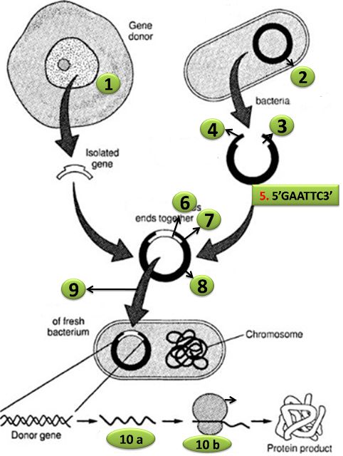 the diagram shows how cell membranes are attached to each other in order to produce an organ