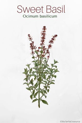 an image of a plant that is growing out of the ground in front of a white background