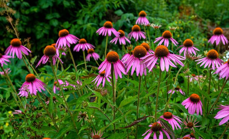 many purple flowers are growing in the grass