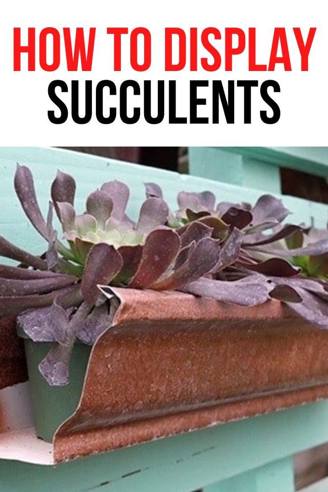 a close up of a planter with succulents growing on it and text overlay that reads how to display succulents