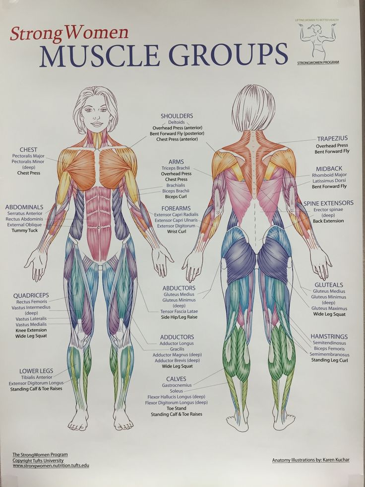 a poster showing the muscles and their major groups, with text describing how they work