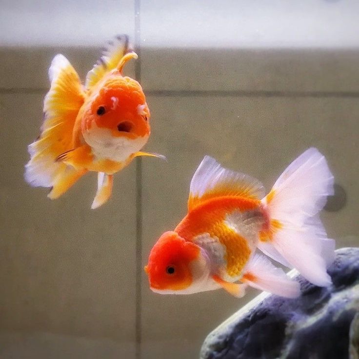 two goldfish swimming in an aquarium next to each other