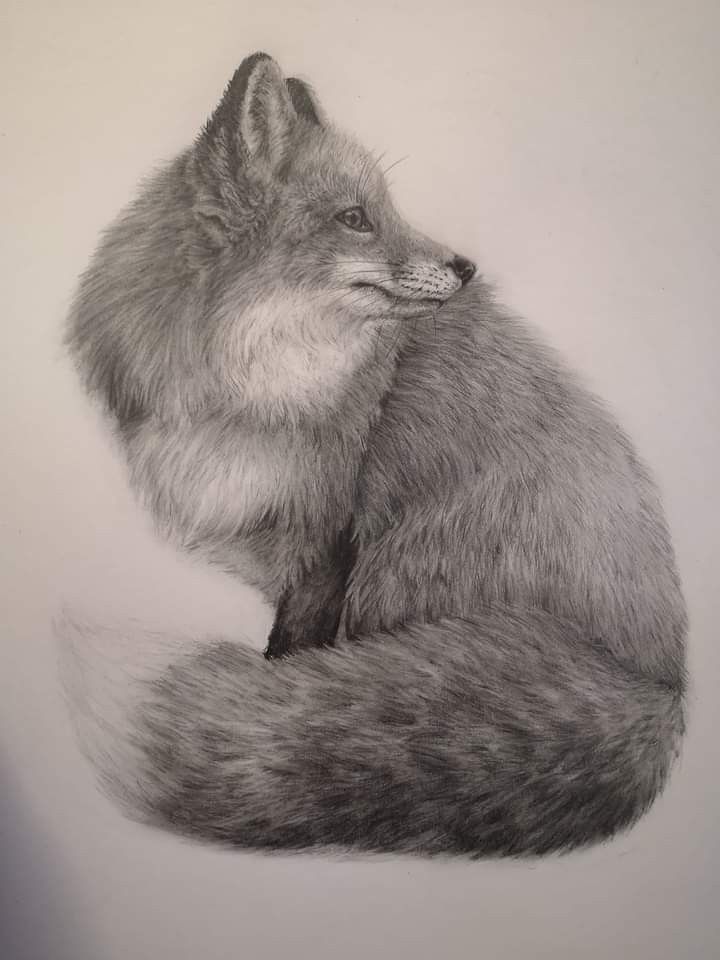 a pencil drawing of a fox sitting down