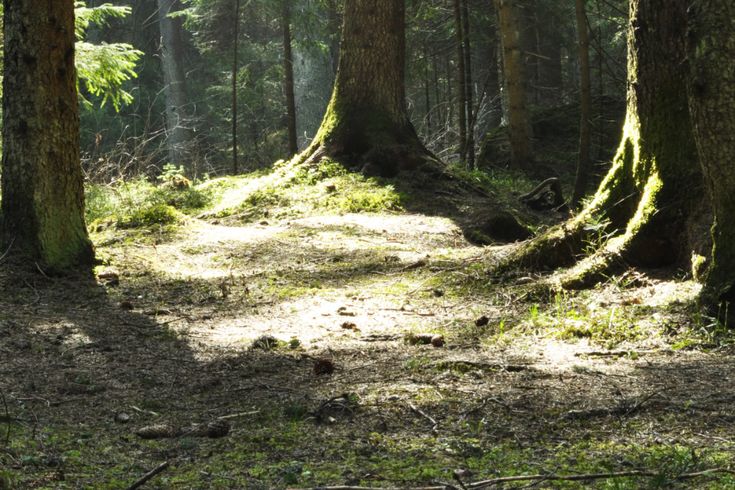 the sun is shining through the trees in the forest with mossy ground and grass