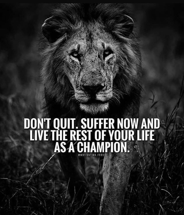 Dont quit. Suffer now and live the rest of your life as a champion.  Like 5 pics Double Tap If You Agree and Tag Friends!  Turn On Post Notifications So You Dont Miss A Single Post!   Subscribe - Like - Comment  Follow @bfradys Follow @bfradys Follow @bfradys . . . . . . . . . . #designyourlife #styleyourmind #lifesadvice #milleniallife #manifestations #thegirlgang #mindsetshift #fearlessmotivation #followyourdream #bebrave #bossman #selfhelp #personaldevelopment #improveyourlife #manifestationc Citation Encouragement, Trick Quote, Lion Quotes, Motivational Inspirational Quotes, Daily Quotes Positive, Don't Quit, Warrior Quotes, Meditation Quotes, Inspirational Quotes About Love