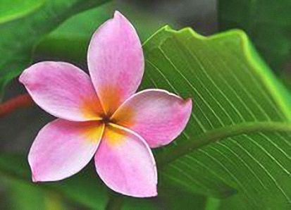 a pink flower sitting on top of a green leaf