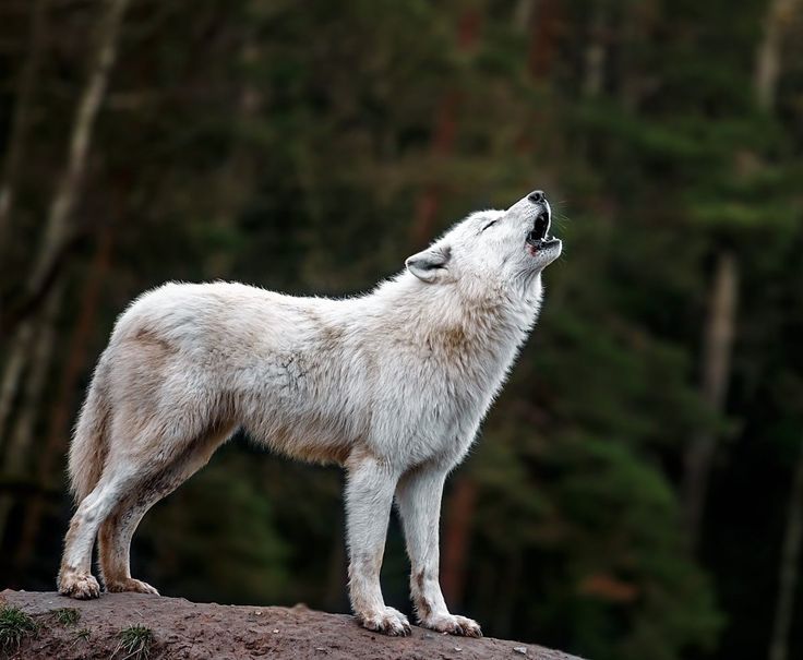 a white wolf standing on top of a rock with its mouth open and it's eyes closed