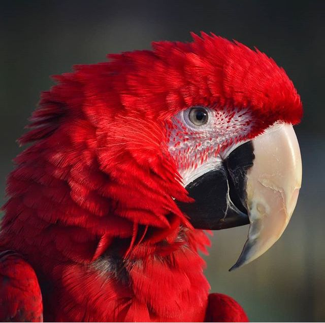 a close up of a red parrot's face and head with an intense look