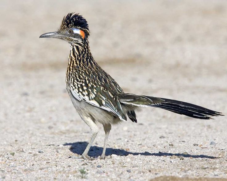 a small bird standing on top of a sandy beach