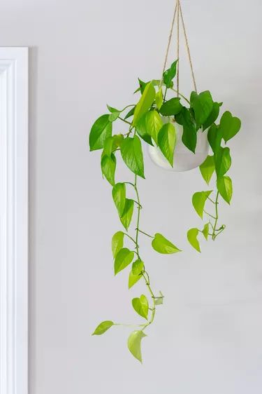 a potted plant hanging from a rope with green leaves on it's side