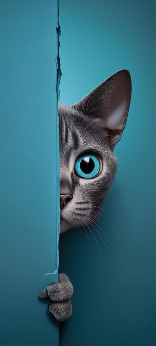 a cat with blue eyes peeking out from behind a wall