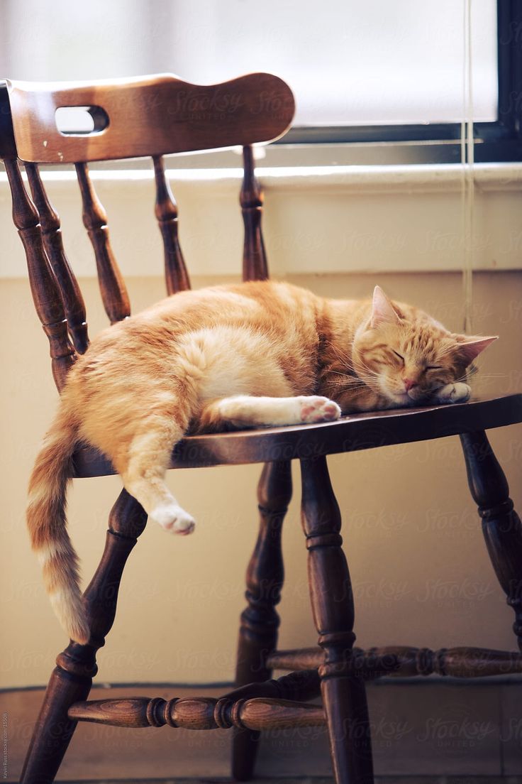 an orange and white cat laying on top of a wooden chair next to a window