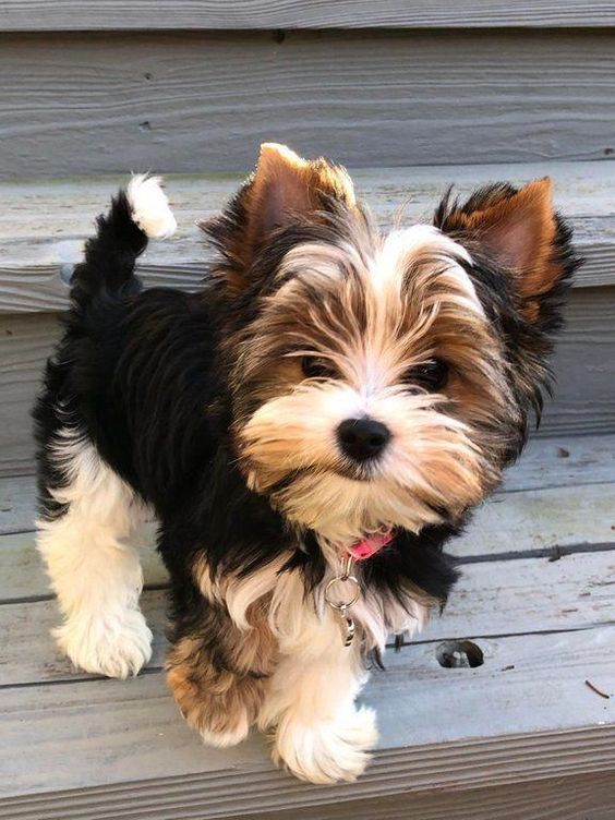 a small brown and black dog standing on top of a wooden bench next to a wall