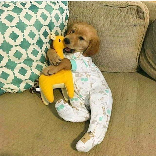 a dog sitting on top of a couch holding a stuffed animal