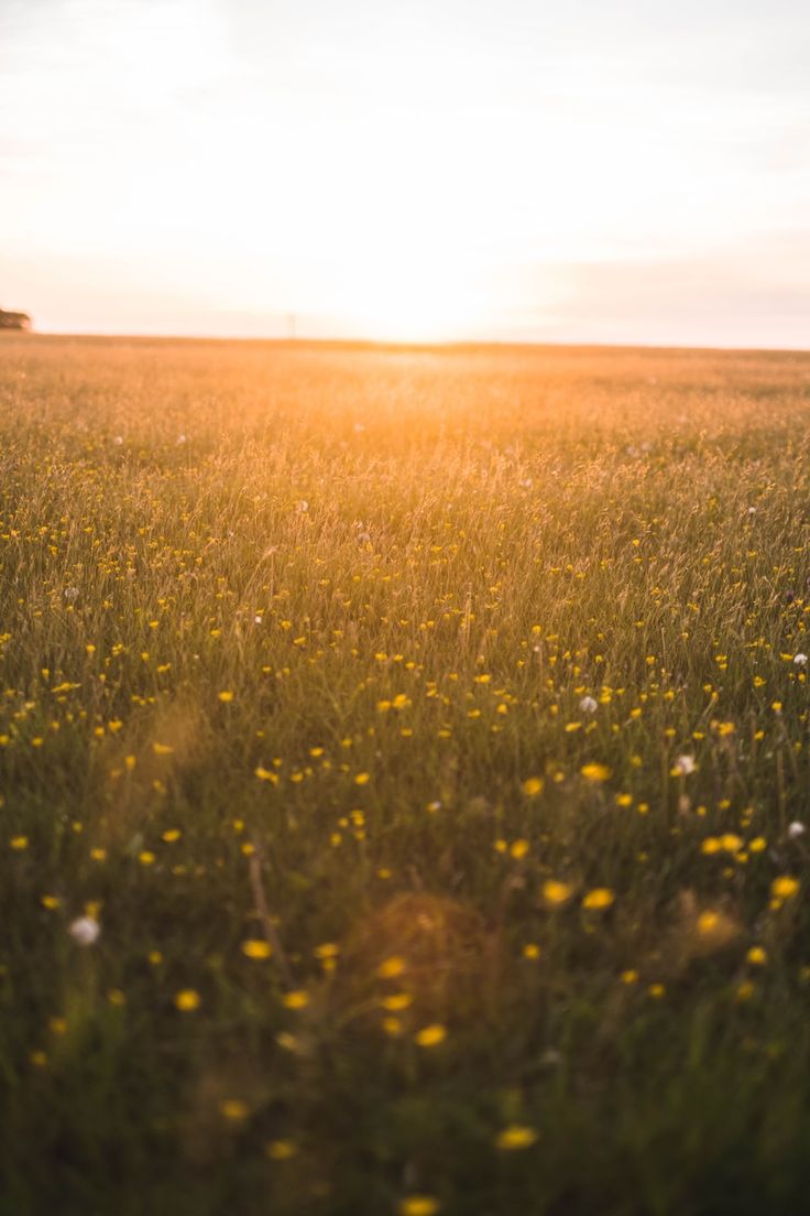 the sun shines brightly over a field full of wildflowers and grass,